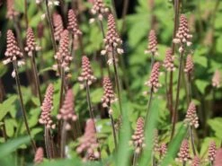 Zipfelblättrige Schaumblüte 'Spring Symphony' -Günstiges Erd Seele Geschäft zipfelblaettrige schaumbluete spring symphony m102168 w 2