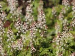 Zipfelblättrige Schaumblüte 'Sugar And Spice' 13 Zipfelblättrige Schaumblüte 'Sugar And Spice' -Günstiges Erd Seele Geschäft zipfelblaettrige schaumbluete sugar and spice m082451 w 0