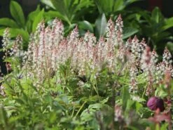 Zipfelblättrige Schaumblüte 'Sugar And Spice' 14 Zipfelblättrige Schaumblüte 'Sugar And Spice' -Günstiges Erd Seele Geschäft zipfelblaettrige schaumbluete sugar and spice m082451 w 2