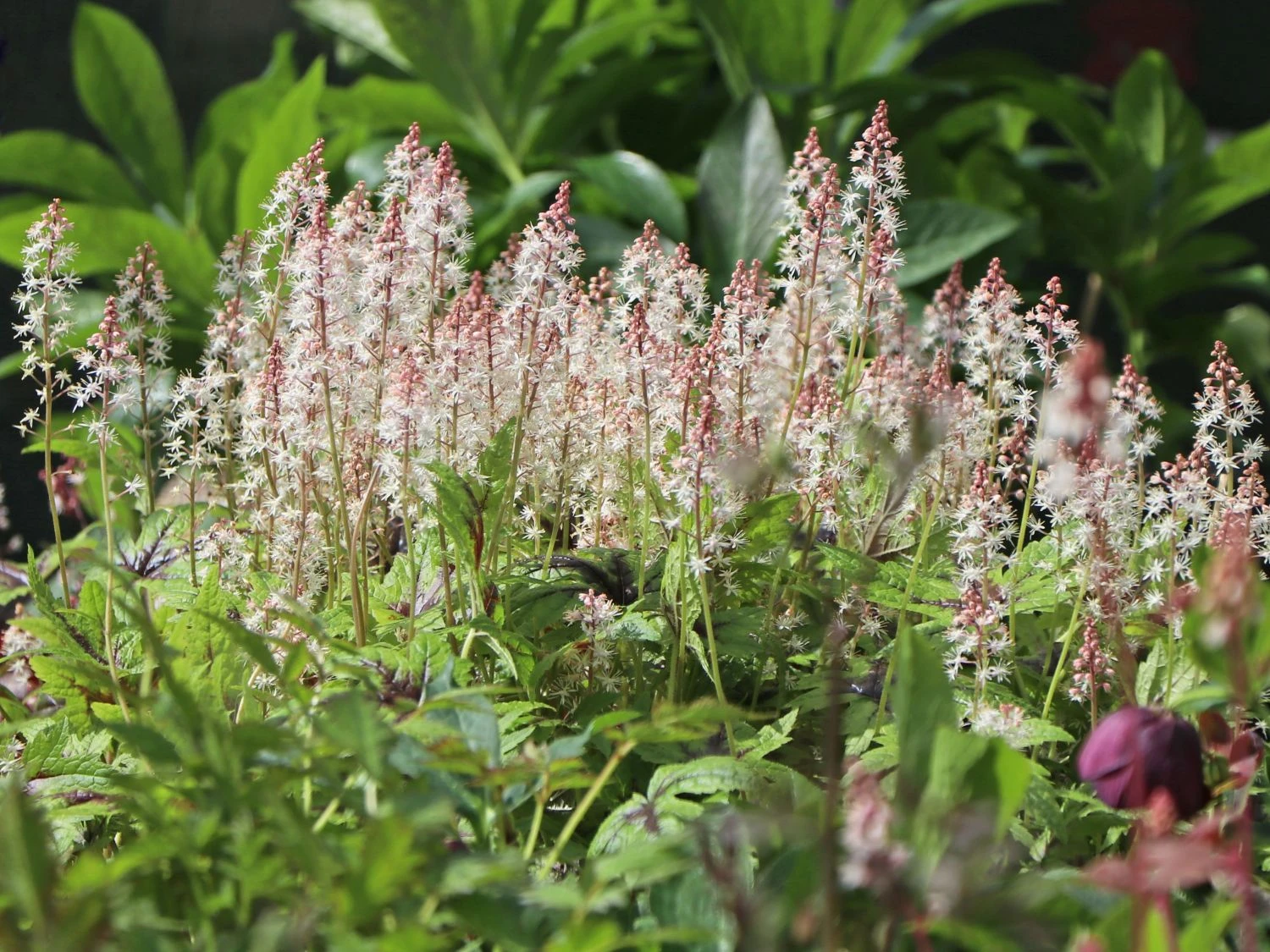 Zipfelblättrige Schaumblüte 'Sugar And Spice' 7 Zipfelblättrige Schaumblüte 'Sugar And Spice' – Bild 5