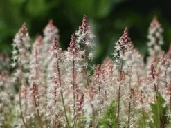 Zipfelblättrige Schaumblüte 'Sugar And Spice' 15 Zipfelblättrige Schaumblüte 'Sugar And Spice' -Günstiges Erd Seele Geschäft zipfelblaettrige schaumbluete sugar and spice m082451 w 3