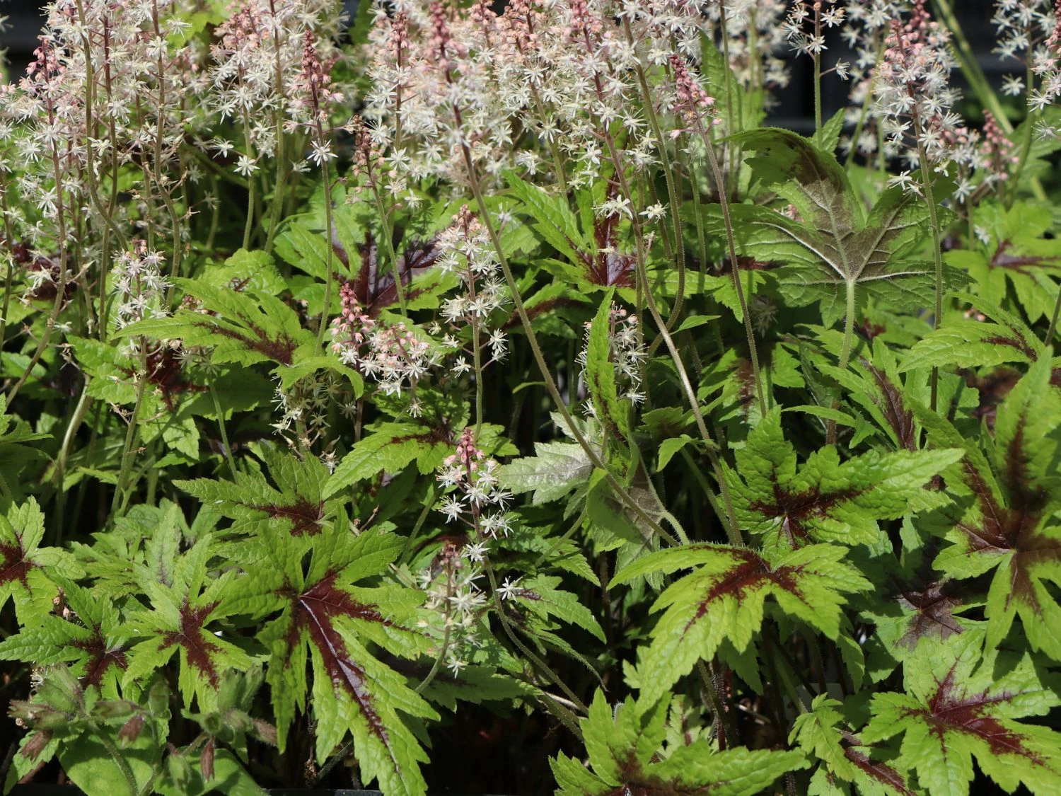 Zipfelblättrige Schaumblüte 'Sugar And Spice' 4 Zipfelblättrige Schaumblüte 'Sugar And Spice' – Bild 2