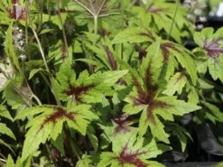 Zipfelblättrige Schaumblüte 'Sugar And Spice' 17 Zipfelblättrige Schaumblüte 'Sugar And Spice' -Günstiges Erd Seele Geschäft zipfelblaettrige schaumbluete sugar and spice m082451 w 5