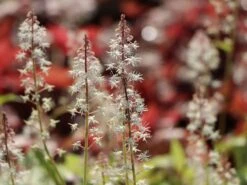 Zipfelblättrige Schaumblüte 'Sugar And Spice' 16 Zipfelblättrige Schaumblüte 'Sugar And Spice' -Günstiges Erd Seele Geschäft zipfelblaettrige schaumbluete sugar and spice m082451 w 6