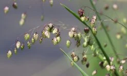 Zittergras -Günstiges Erd Seele Geschäft zittergras m011224 w 0