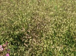 Zittergras -Günstiges Erd Seele Geschäft zittergras m011224 w 1