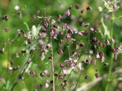 Zittergras -Günstiges Erd Seele Geschäft zittergras m011224 w 2