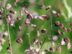 Zittergras -Günstiges Erd Seele Geschäft zittergras m011224 w 3