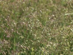 Zittergras -Günstiges Erd Seele Geschäft zittergras m011224 w 5