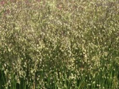 Zittergras -Günstiges Erd Seele Geschäft zittergras m011224 w 6