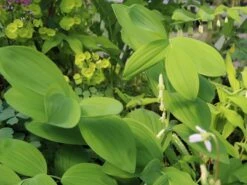 Zweiblütiges Salomonssiegel -Günstiges Erd Seele Geschäft zweibluetiges salomonssiegel m060017 w 1