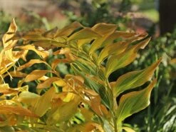 Zweiblütiges Salomonssiegel -Günstiges Erd Seele Geschäft zweibluetiges salomonssiegel m060017 w 10