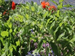 Zweiblütiges Salomonssiegel -Günstiges Erd Seele Geschäft zweibluetiges salomonssiegel m060017 w 2