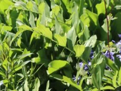 Zweiblütiges Salomonssiegel -Günstiges Erd Seele Geschäft zweibluetiges salomonssiegel m060017 w 3