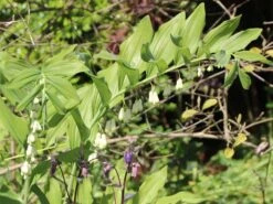 Zweiblütiges Salomonssiegel -Günstiges Erd Seele Geschäft zweibluetiges salomonssiegel m060017 w 5