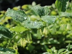 Zweiblütiges Salomonssiegel -Günstiges Erd Seele Geschäft zweibluetiges salomonssiegel m060017 w 8