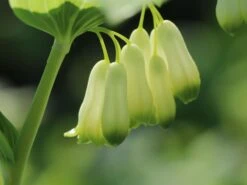 Zweiblütiges Salomonssiegel -Günstiges Erd Seele Geschäft zweibluetiges salomonssiegel m060017 w 9