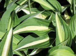 Zweifarbige Funkie 'Striptease' -Günstiges Erd Seele Geschäft zweifarbige funkie striptease m059062 w 1