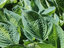 Zweifarbige Funkie 'Striptease' -Günstiges Erd Seele Geschäft zweifarbige funkie striptease m059062 w 3