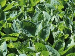 Zweifarbige Funkie 'Striptease' -Günstiges Erd Seele Geschäft zweifarbige funkie striptease m059062 w 4