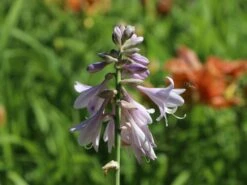 Zweifarbige Herzblattlilie 'Wide Brim' -Günstiges Erd Seele Geschäft zweifarbige herzblattlilie wide brim m001648 w 1