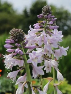 Zweifarbige Herzblattlilie 'Wide Brim' -Günstiges Erd Seele Geschäft zweifarbige herzblattlilie wide brim m001648 w 3