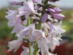 Zweifarbige Herzblattlilie 'Wide Brim' -Günstiges Erd Seele Geschäft zweifarbige herzblattlilie wide brim m001648 w 4