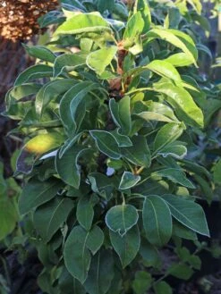 Zwerg-Birne 'Helenchen' 10 Zwerg-Birne 'Helenchen' -Günstiges Erd Seele Geschäft zwerg birne helenchen m113913 w 0