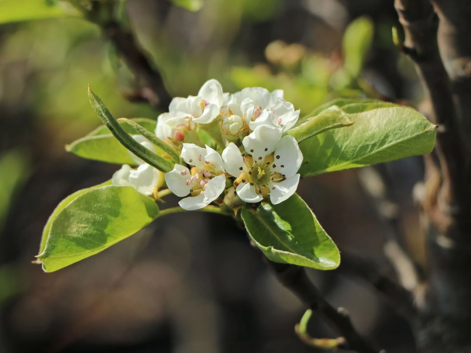 Zwerg-Birne 'Helenchen' 4 Zwerg-Birne 'Helenchen' – Bild 2