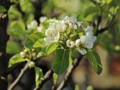 Zwerg-Birne 'Helenchen' 11 Zwerg-Birne 'Helenchen' -Günstiges Erd Seele Geschäft zwerg birne helenchen m113913 w 2