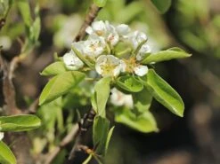 Zwerg-Birne 'Helenchen' 13 Zwerg-Birne 'Helenchen' -Günstiges Erd Seele Geschäft zwerg birne helenchen m113913 w 3