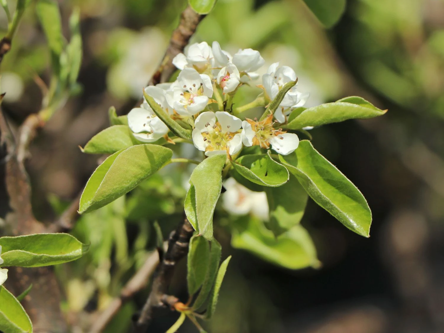 Zwerg-Birne 'Helenchen' 8 Zwerg-Birne 'Helenchen' – Bild 6