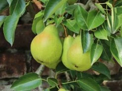 Zwerg-Birne 'Helenchen' 12 Zwerg-Birne 'Helenchen' -Günstiges Erd Seele Geschäft zwerg birne helenchen m113913 w 4