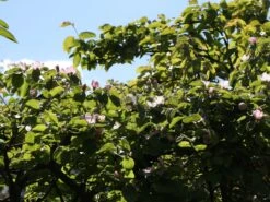 Portugiesische Zwerg-Birnenquitte 'Champion' -Günstiges Erd Seele Geschäft zwerg birnenquitte champion m069516 w 0