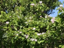 Portugiesische Zwerg-Birnenquitte 'Champion' -Günstiges Erd Seele Geschäft zwerg birnenquitte champion m069516 w 1