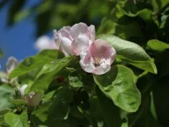 Portugiesische Zwerg-Birnenquitte 'Champion' -Günstiges Erd Seele Geschäft zwerg birnenquitte champion m069516 w 2