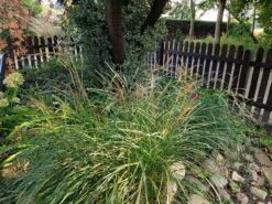 Zwerg-Chinaschilf 'Adagio' -Günstiges Erd Seele Geschäft zwerg chinaschilf adagio m117387 551380 0