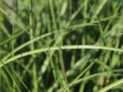 Zwerg-Chinaschilf 'Adagio' -Günstiges Erd Seele Geschäft zwerg chinaschilf adagio m117387 w 0