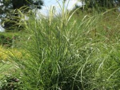 Zwerg-Chinaschilf 'Adagio' -Günstiges Erd Seele Geschäft zwerg chinaschilf adagio m117387 w 1