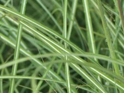 Zwerg-Chinaschilf 'Adagio' -Günstiges Erd Seele Geschäft zwerg chinaschilf adagio m117387 w 4