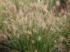 Zwerg-Federborstengras 'Little Bunny'