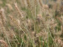 Zwerg-Federborstengras 'Little Bunny' -Günstiges Erd Seele Geschäft zwerg federborstengras little bunny m010774 w 0