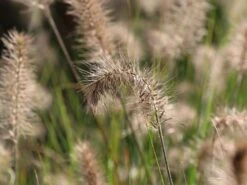 Zwerg-Federborstengras 'Little Bunny' -Günstiges Erd Seele Geschäft zwerg federborstengras little bunny m010774 w 1