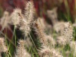 Zwerg-Federborstengras 'Little Bunny' -Günstiges Erd Seele Geschäft zwerg federborstengras little bunny m010774 w 2