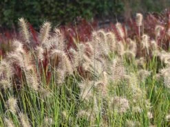 Zwerg-Federborstengras 'Little Bunny' -Günstiges Erd Seele Geschäft zwerg federborstengras little bunny m010774 w 3