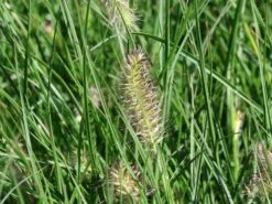 Zwerg-Federborstengras 'Little Bunny' -Günstiges Erd Seele Geschäft zwerg federborstengras little bunny m010774 w 5