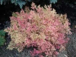 Zwerg-Geißbart 15 Zwerg-Geißbart -Günstiges Erd Seele Geschäft zwerg geissbart m012345 727888 0