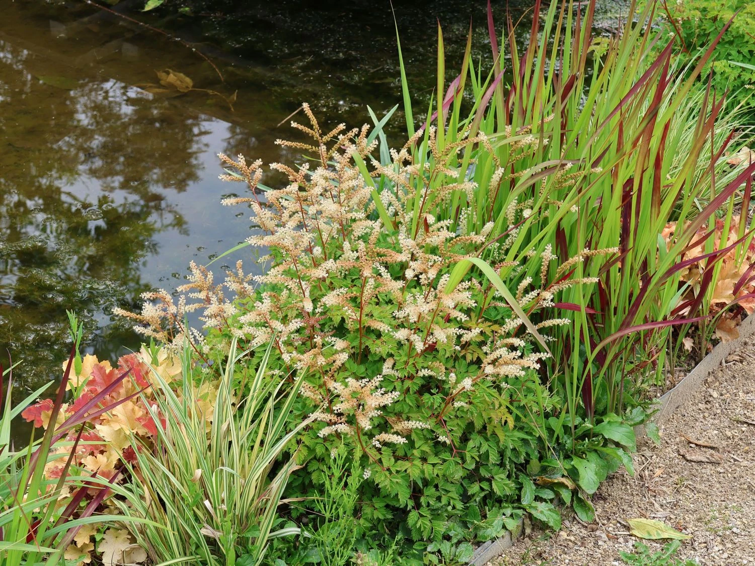 Zwerg-Geißbart 3 Zwerg-Geißbart