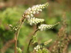 Zwerg-Geißbart 11 Zwerg-Geißbart -Günstiges Erd Seele Geschäft zwerg geissbart m012345 w 0