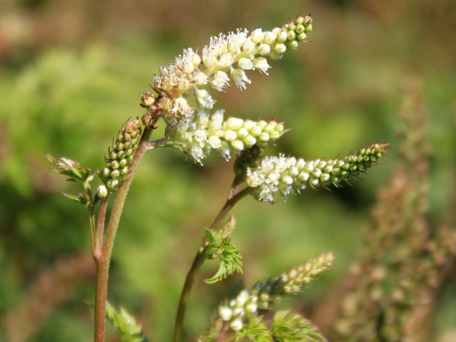 Zwerg-Geißbart 5 Zwerg-Geißbart – Bild 3